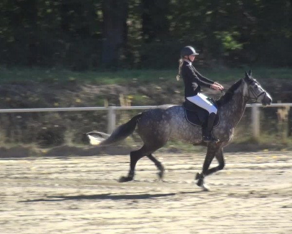 Reitturnier Köln-Leverkusen 2019