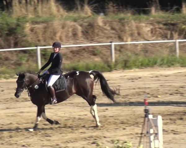 Reitturnier Köln-Leverkusen 2019