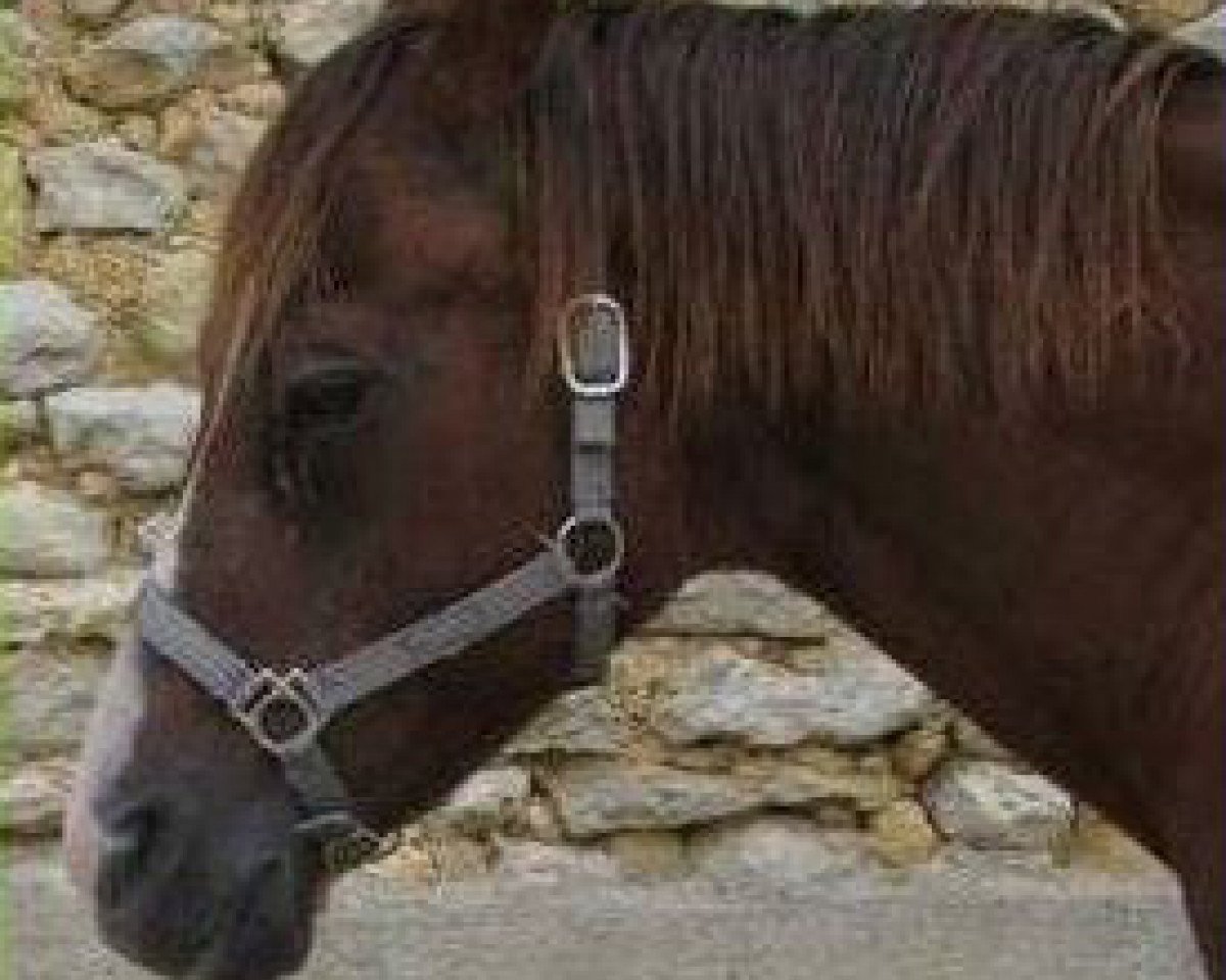 Hingst Cap N Doc (Quarter Horse, 1988, fra Docs Dry)