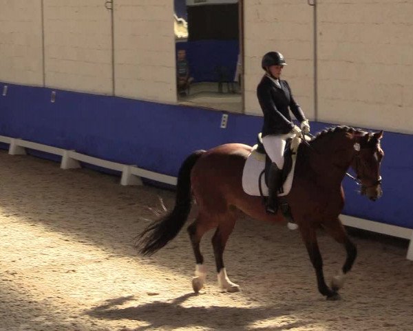 Reitturnier Pforzheim 2019