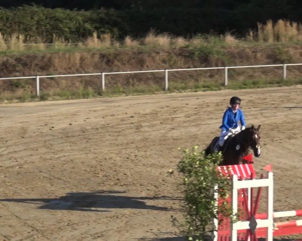Reitturnier Köln-Leverkusen 2019