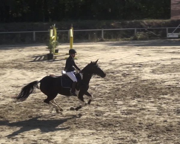 Reitturnier Köln-Leverkusen 2019