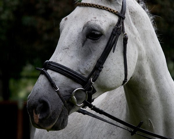 broodmare Tekla II (Holsteiner, 2003, from Quite Capitol)