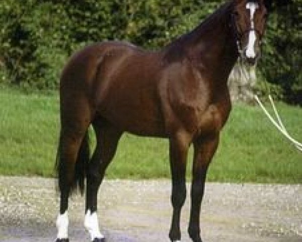 stallion Adam IV (Selle Français, 1988, from Alme) stallion Adam IV (Selle Français, 1988, from Alme)