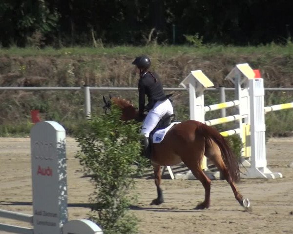 Reitturnier Köln-Leverkusen 2019