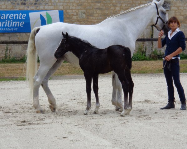 horse Finess des Elies (Selle Français, 2015, from Air Jordan Z)