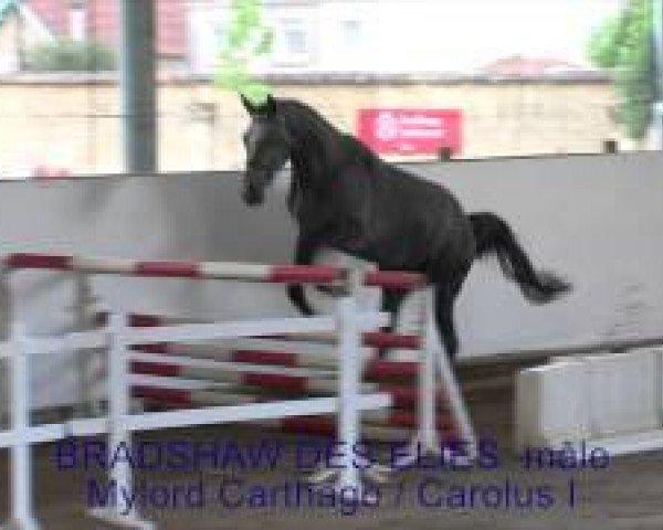 horse Bradshaw des Elies (Selle Français, 2011, from Mylord Carthago)