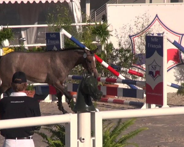 horse Assia des Elies (Selle Français, 2010, from Quite Easy I)