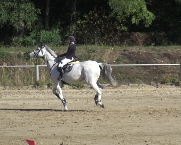 Reitturnier Köln-Leverkusen 2019