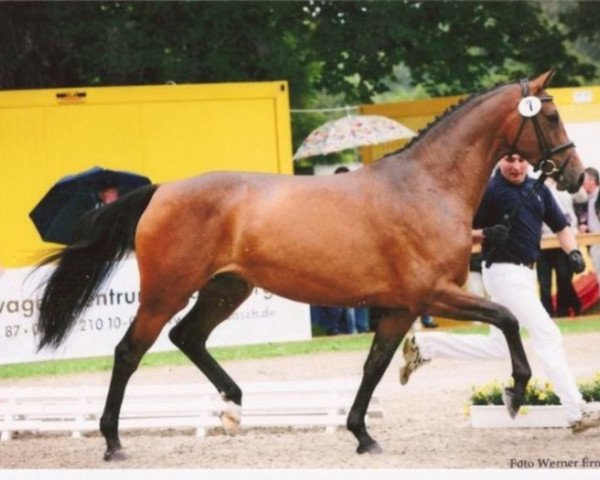 broodmare Lubilana (Oldenburg show jumper, 2005, from Ludwig von Bayern 168 FIN)