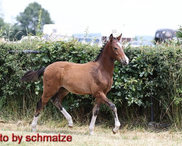 horse Besito (German Riding Pony, 2016, from Be Happy)