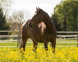 dressage horse Perfect Boy 2 (Polish Heavy Draft, 2008, from Rasputin)