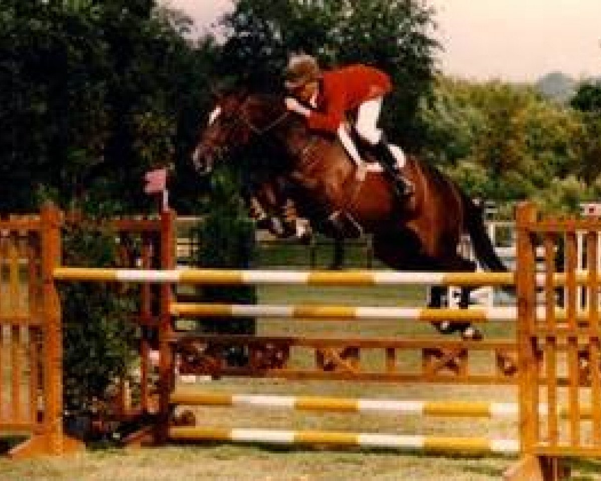 Zuchtstute Almandine (Selle Français, 1988, von Alme)