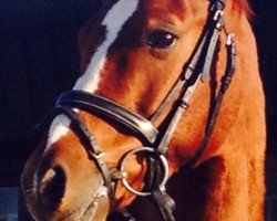 dressage horse Don Rudolfo OP (German Riding Pony, 2006, from Dornick Derano Gold)