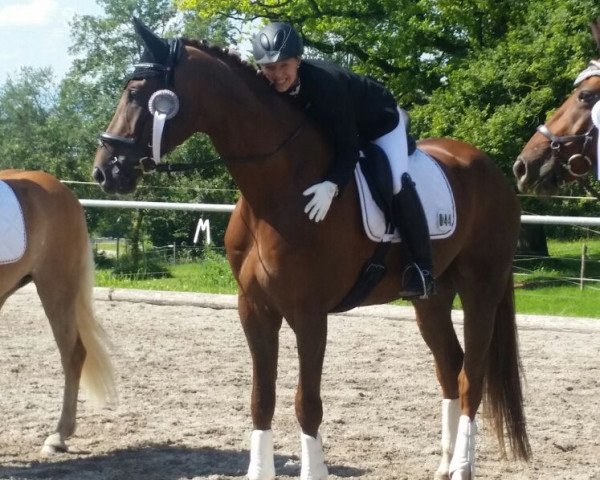 dressage horse Benetton's Bugatti (Hanoverian, 2010, from Benetton Dream FRH 1301)