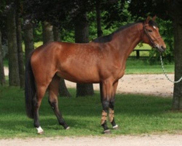 Pferd Renaissance Mail (Selle Français, 2005, von Jaguar Mail)
