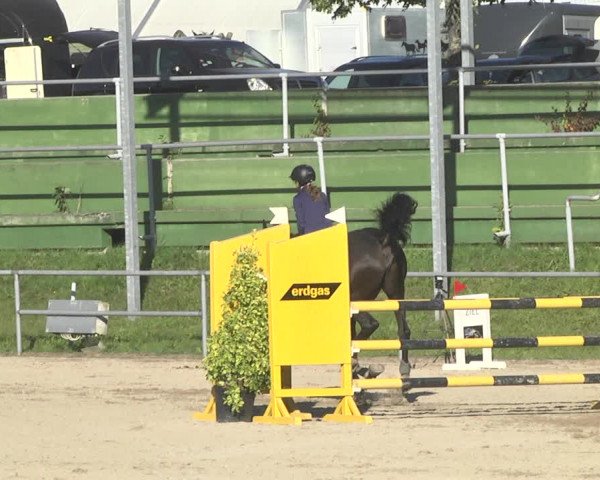Reitturnier Pforzheim 2019