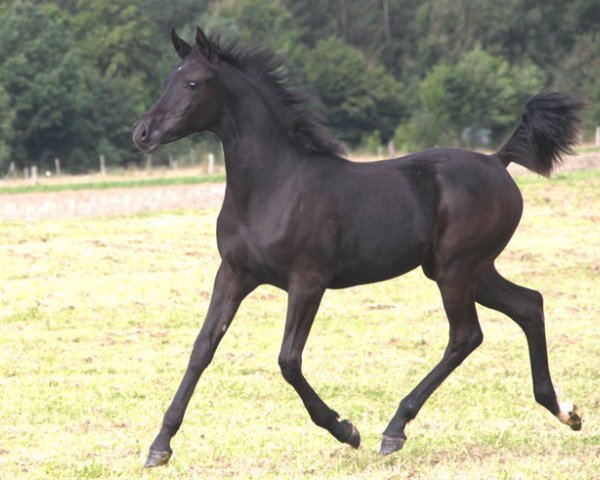 broodmare Gh Barisa (Arabian purebred, 2016, from Muddassir B' Mehamam)