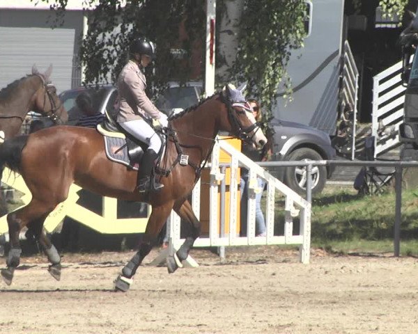 Reitturnier Pforzheim 2019