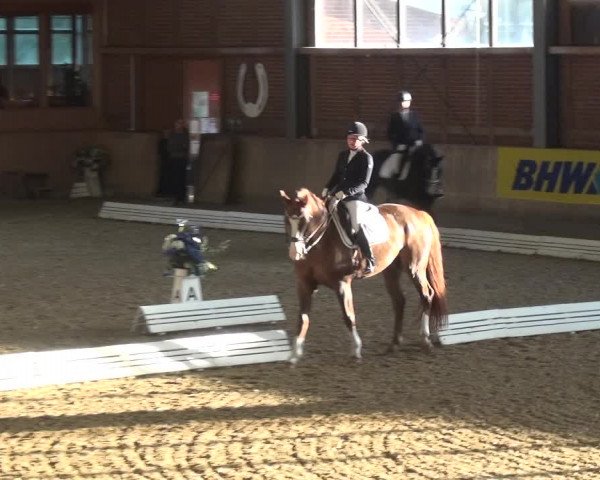 Reitturnier Köln-Leverkusen 2019