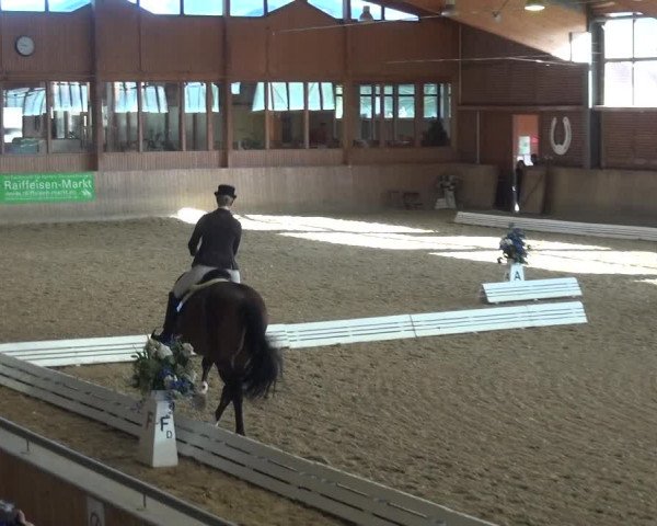 Reitturnier Köln-Leverkusen 2019