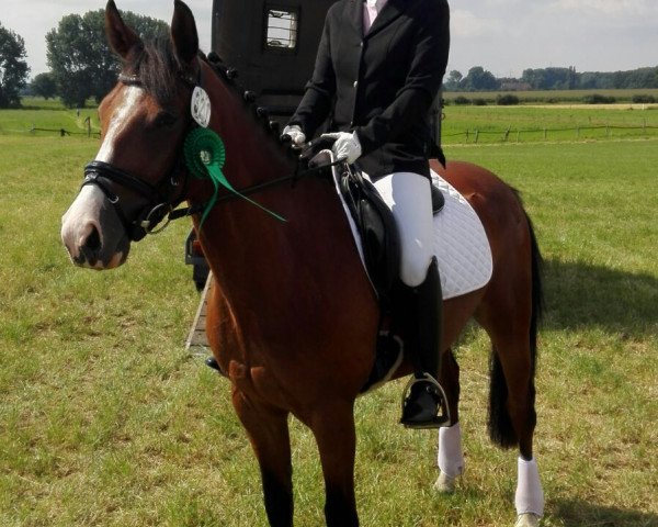 Dressurpferd Dave (Deutsches Reitpony, 2011, von Don Pedro)