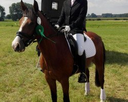 Dressurpferd Dave (Deutsches Reitpony, 2011, von Don Pedro)