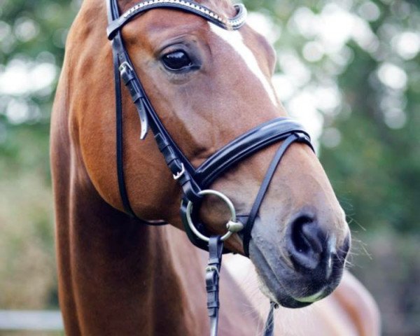 dressage horse Gossip Girl 2 (Hanoverian, 2008, from Geheimtipp)