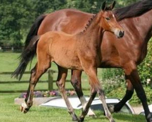horse Cougar Mail (Selle Français, 2012, from Diamant de Semilly)
