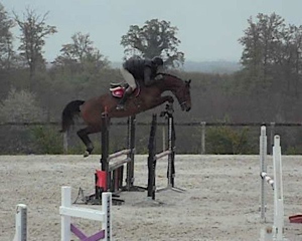 broodmare Anouchka Mail (Selle Français, 2010, from Quality Touch Z)