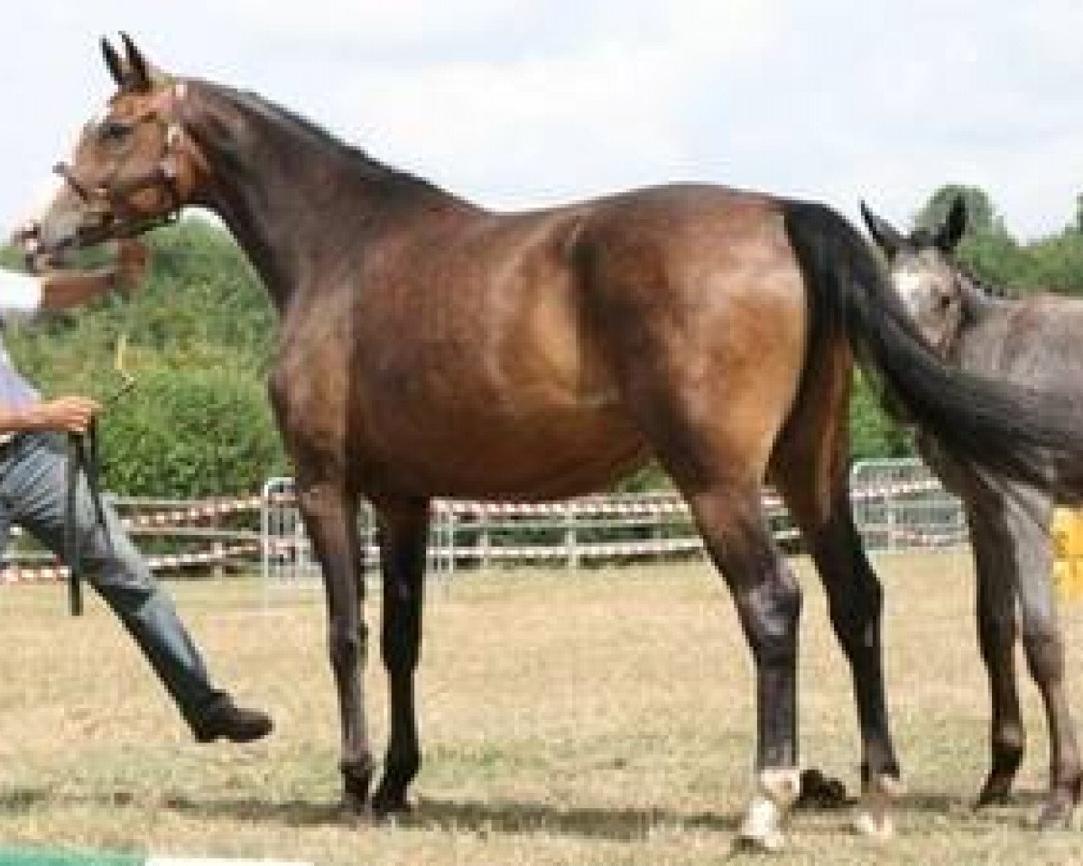 broodmare Riviera Mail (Selle Français, 2005, from Adelfos)