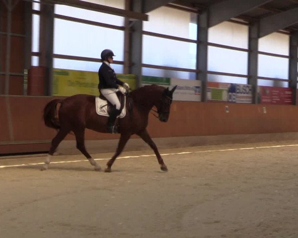 Reitturnier Hof Bettenrode 2019