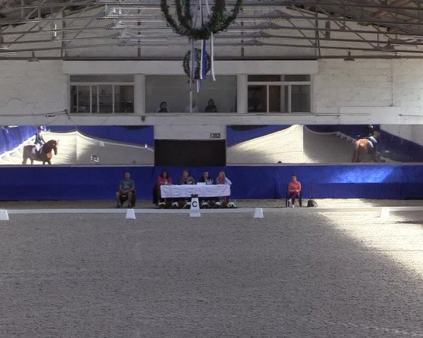 Reitturnier Pforzheim 2019