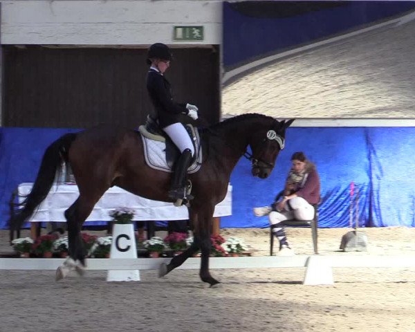 Reitturnier Pforzheim 2019