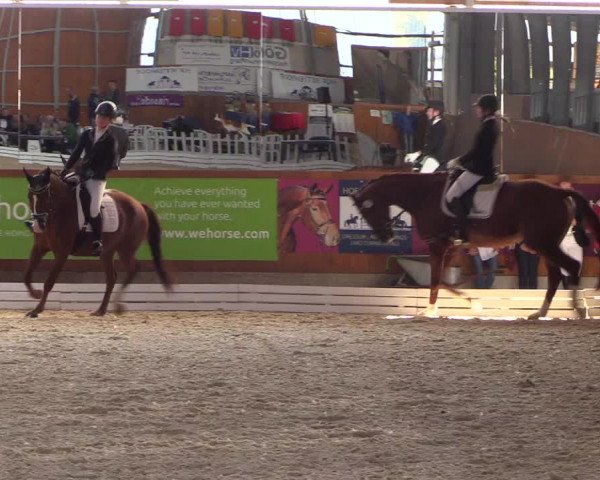 Reitturnier Hof Bettenrode 2019
