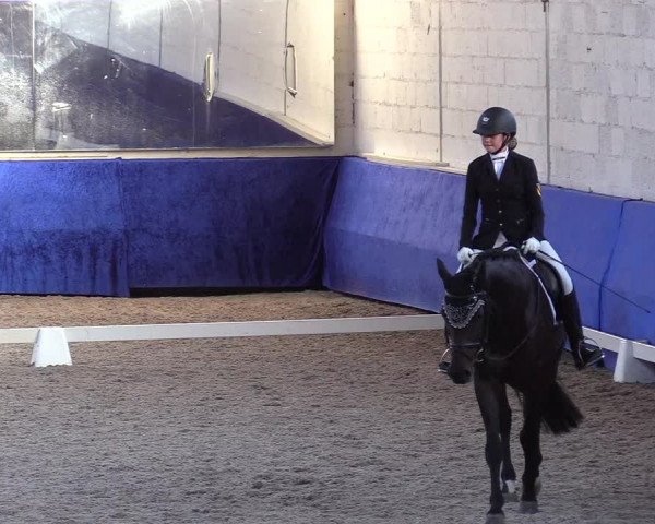 Reitturnier Pforzheim 2019