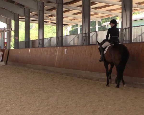 Reitturnier Hof Bettenrode 2019