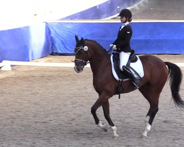 Reitturnier Pforzheim 2019