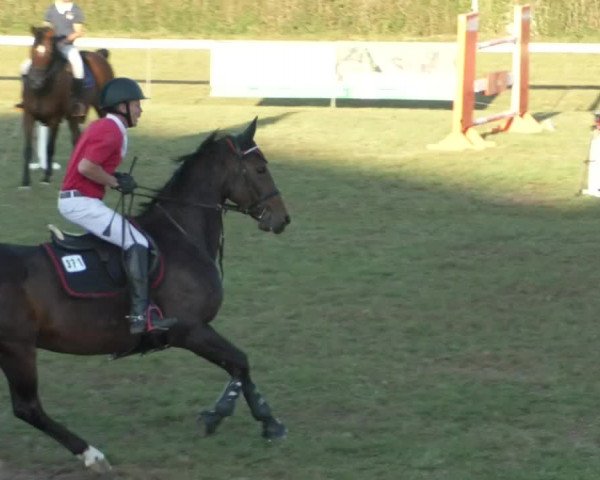 Reitturnier Nußdorf 2019