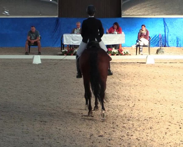 Reitturnier Pforzheim 2019