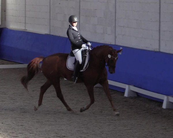 Reitturnier Pforzheim 2019
