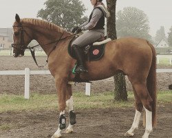 Dressurpferd Bellissimo's Boy (Westfale, 2012, von Belissimo NRW)