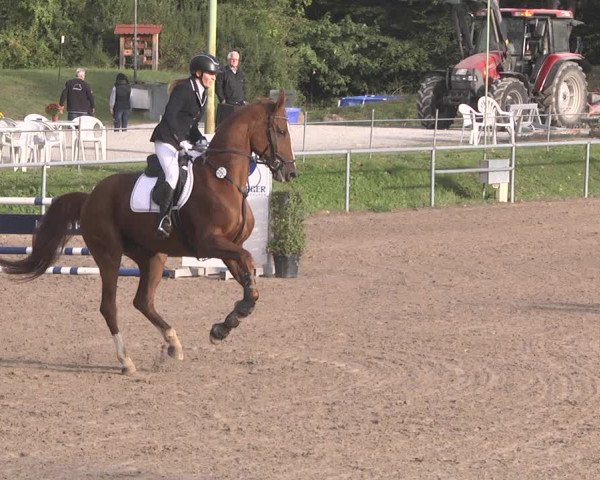 Reitturnier Pforzheim 2019