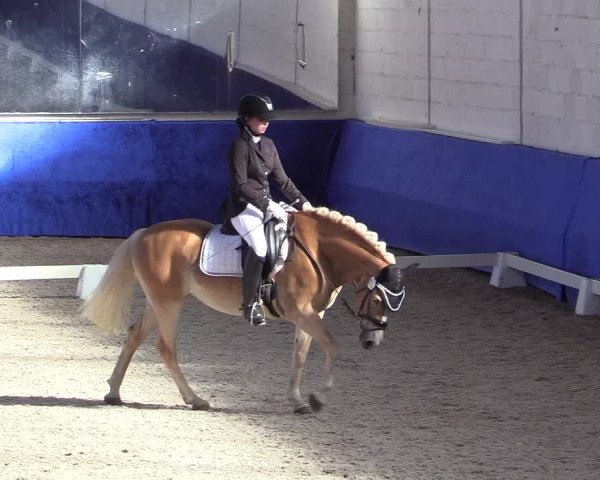 Reitturnier Pforzheim 2019