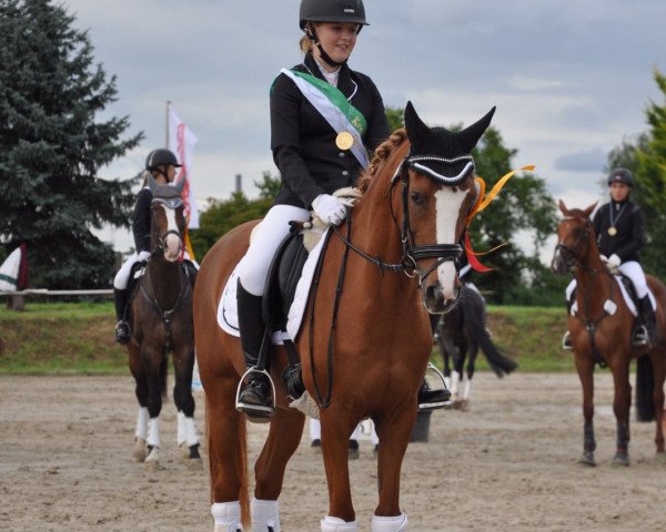 dressage horse Koco 7 (German Riding Pony, 2006, from Top Karetino)