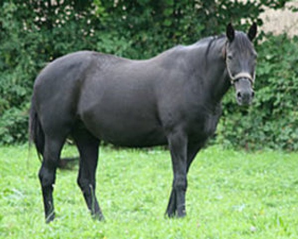 broodmare Embrya Mail (Selle Français, 1992, from Kibrahim)