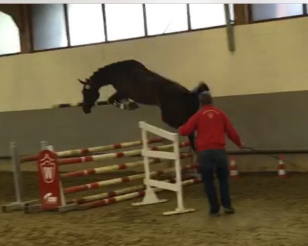Springpferd Rebberlah's Rosi (Westfale, 2013, von Rock Forever NRW)