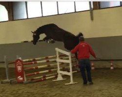 Springpferd Rebberlah's Rosi (Westfale, 2013, von Rock Forever NRW)