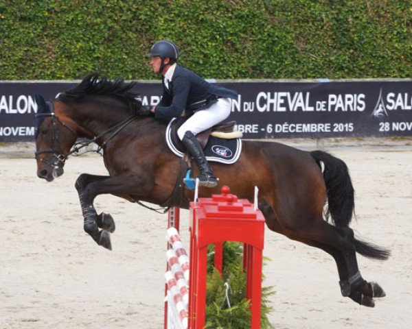 stallion Andain du Thalie (Selle Français, 2010, from Calvaro Z) stallion Andain du Thalie (Selle Français, 2010, from Calvaro Z)