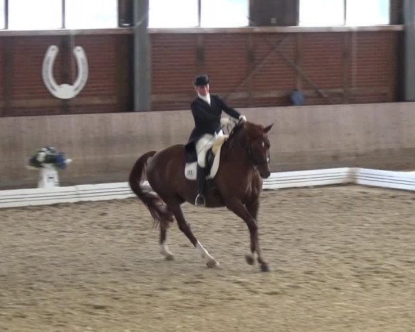 Reitturnier Köln-Leverkusen 2019